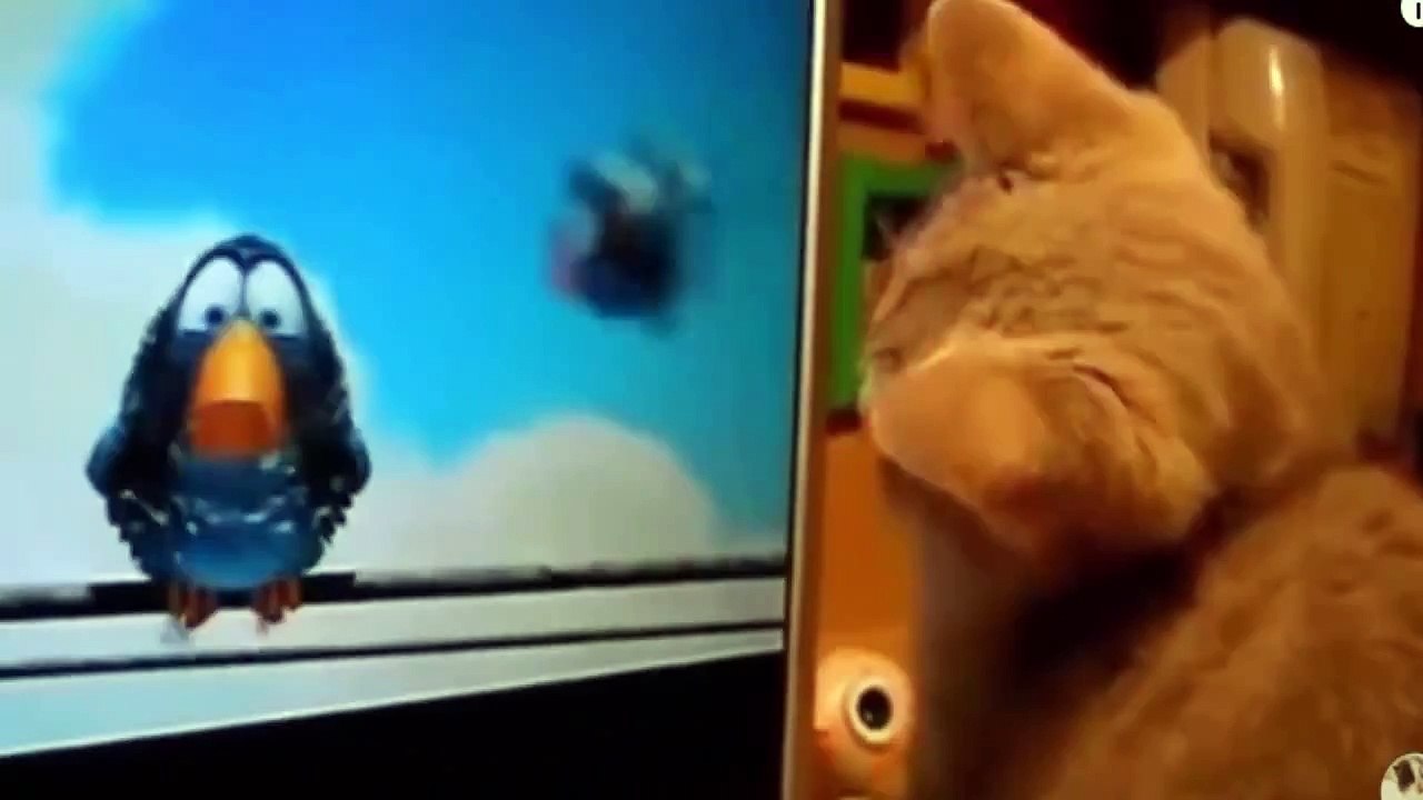 Funny Cat Compilation Videos