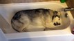 Quand un husky exige d'avoir son bain et refuse de quitter la baignoire !