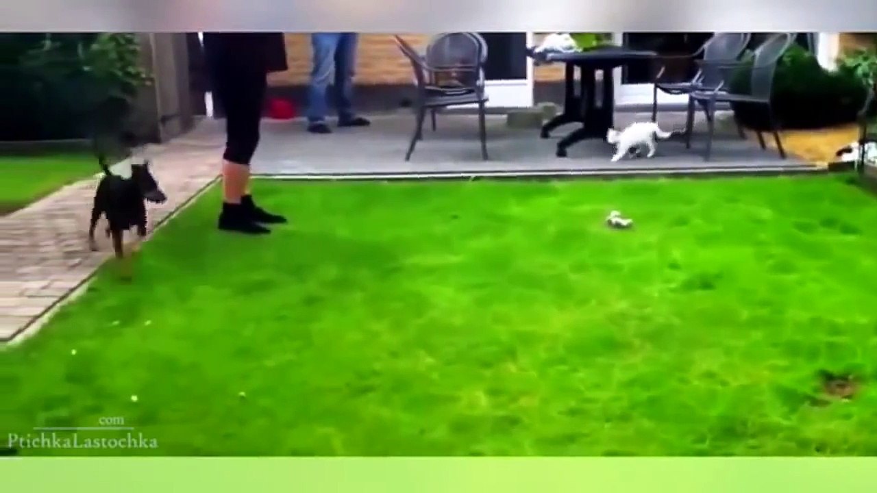 Funny Cat Videos 2016 - You Can't Stop Laughing [Part 1]