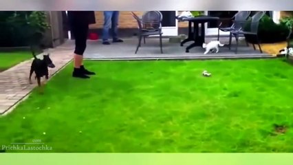 Funny Cat Videos 2016 - You Can't Stop Laughing [Part 1]