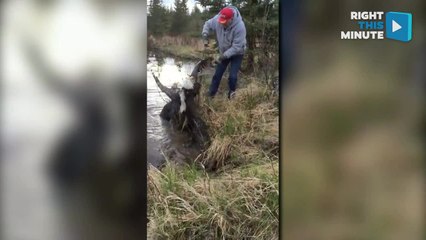 Man Rescues Entangled Eagles After Fight | Eagle Steals Fisherman's Catch