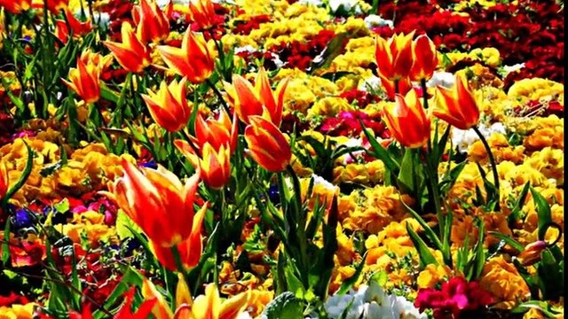 Artik Sevmeyecegim (Yunanca-Türkçe) (ikinci yari Türkçe)