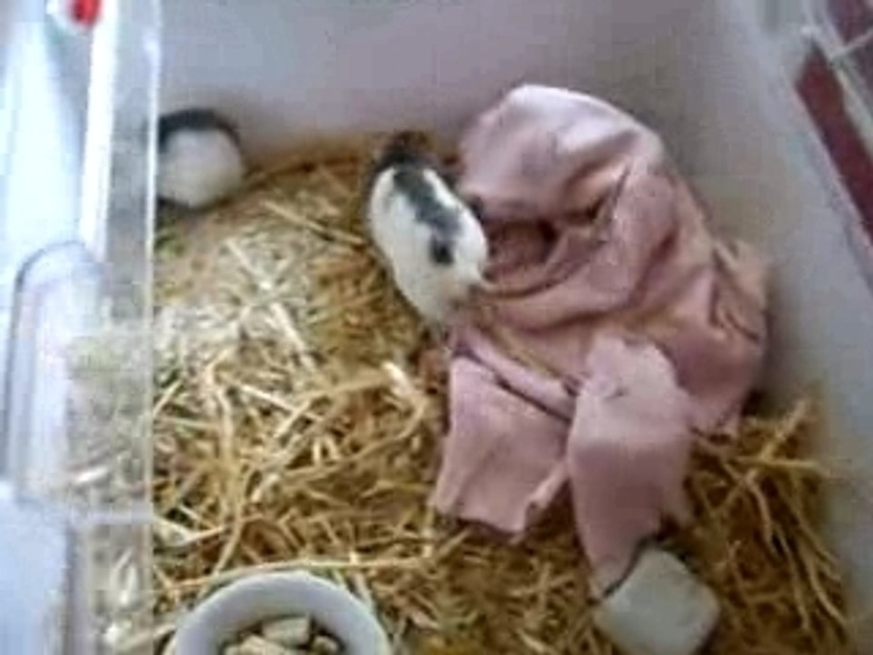 Shyva et Gratis dans leur cage