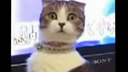 Best Funny Cat Fails & Falls Videos