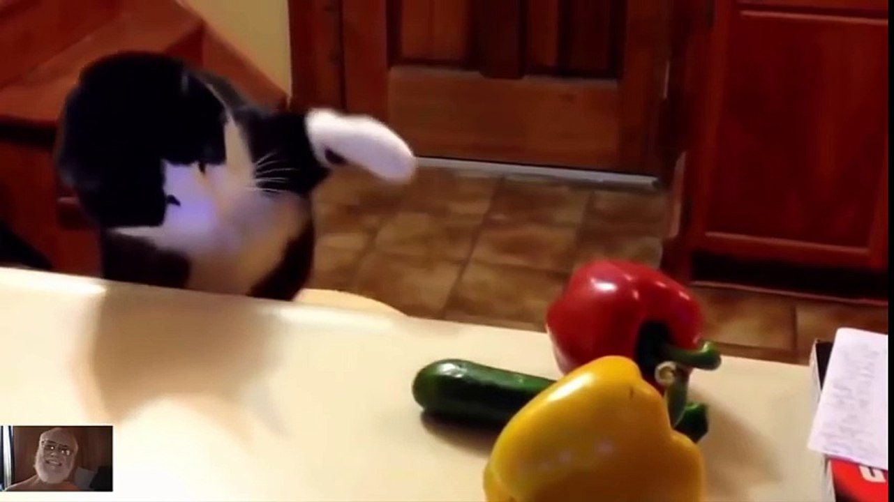 Funny Cats Compilation - 2016