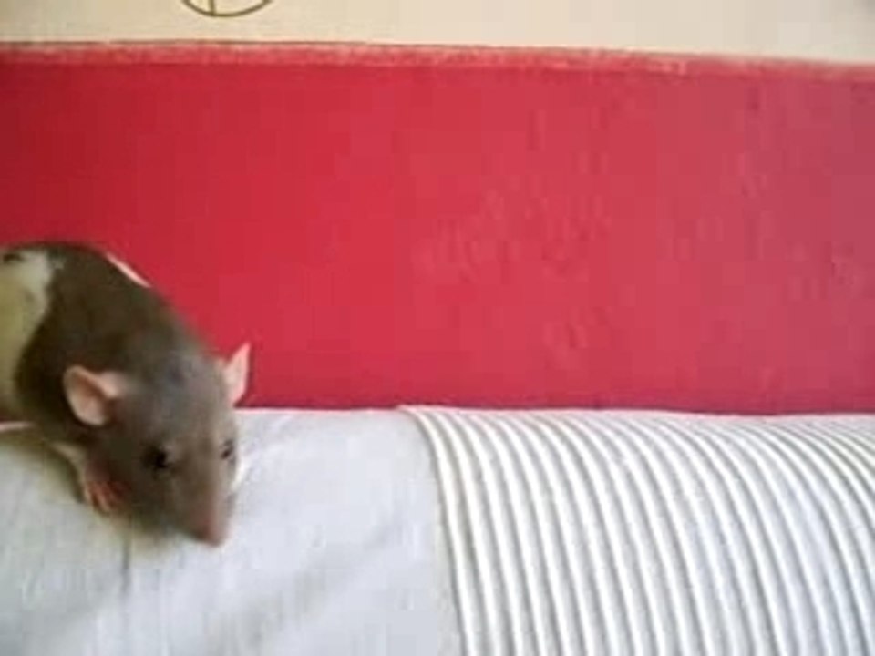 Shyva téméraire mais pas courageuse