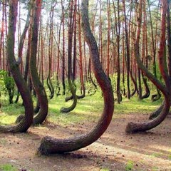 Amazing Trees   Kindly Rate 1-10 share video