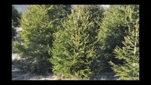 Mike Hirst on Norway Spruce Trees