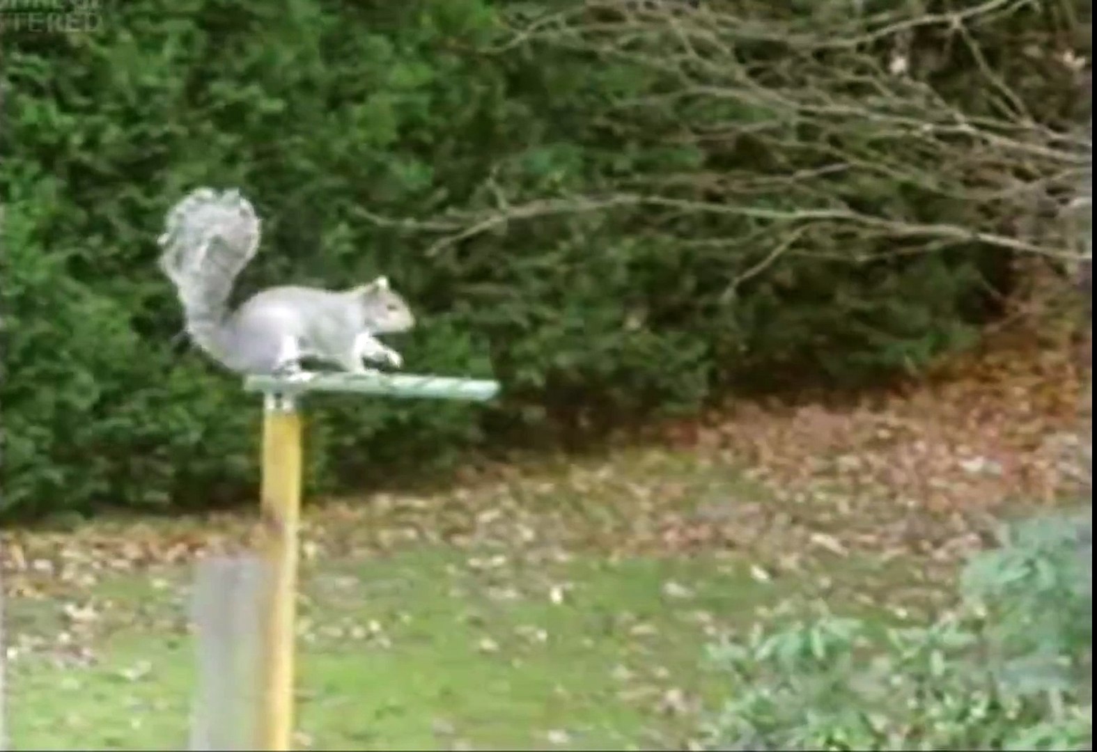⁣mission impossible squirrel