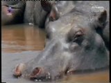 Hipopotamo: Ventilador de excrementos