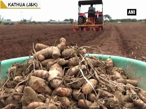 J&K farmers opt for commercial crops farming