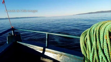 Whale trapped in fishing net in Chile freed by divers