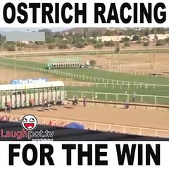 Funny Video of horse raceing