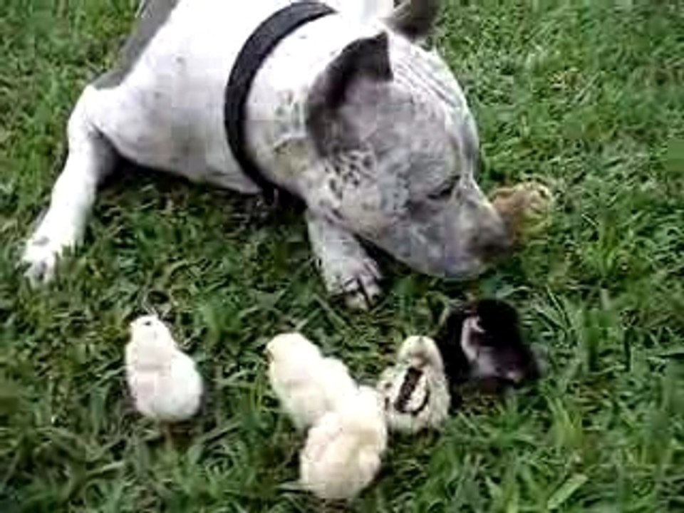 Dog