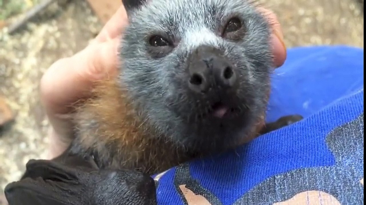 Qui a dit que les chauve-souris étaient des animaux terrifiants?