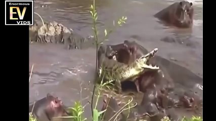 Les 10 combats d'animaux les plus fous jamais filmés !