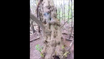 Un chien en mode casse-cou saute d'un arbre