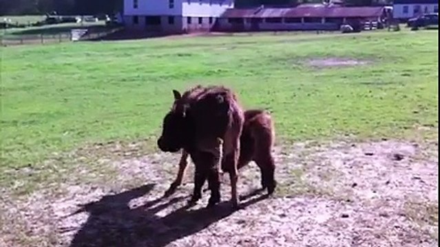 Quand le jeu Saute Mouton tourne mal... Coincé!
