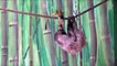 Miniature DailyMotion