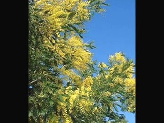 Si je mourais là-bas  par Jean Ferrat.