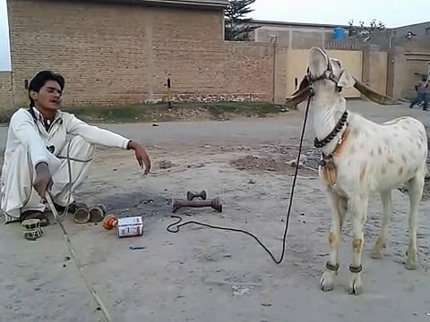 Funny Goat Very Funny Video Clips Funny Pranks Pakistani Funny Videos