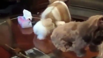 Funny Animal Videos funny fail video  Part1