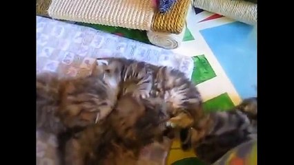 Funny Animal Videos for Kids Cute Kitten Compilation Funny Cat Videos Youtube Funny Animal Videos