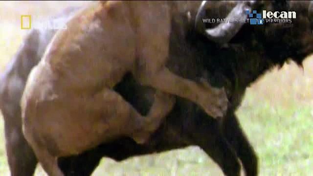 Espagne des milliers de lévriers torturés et massacrés chaque année (3)