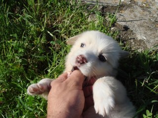 Bellissima cucciolotta. Moma Monroe