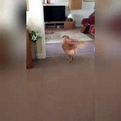 Rivede la sua padrona dopo sette mesi. Il loro incontro è stupendo!!