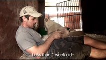 Uomo si avvicina alla leonessa e prova a prendere un cucciolo, ecco come reagisce