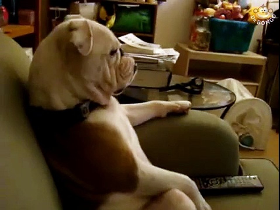 Bulldog watching TV