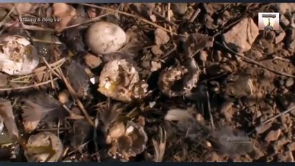 Maleficent & Joker! Funny Superheroes ) ACBD (4)