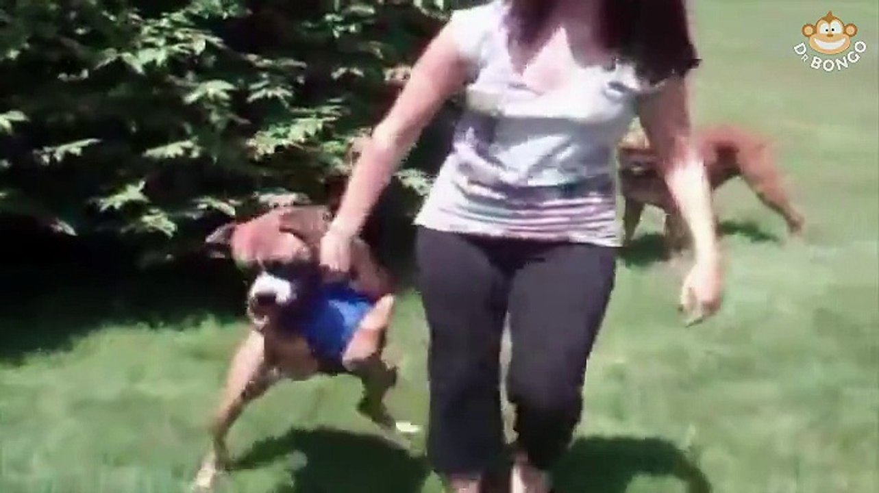 Dog doesn't want to give up ball