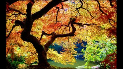 Autumn Japanese Garden in Portland%2C United States %2825 photos%29