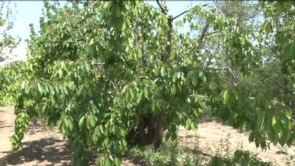 Kirazı Zirai Don Vurdu