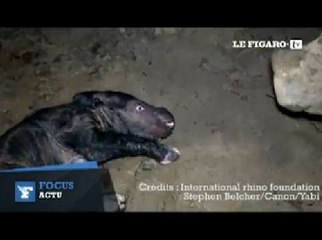 Naissance rare d'un rhinocéros de Sumatra
