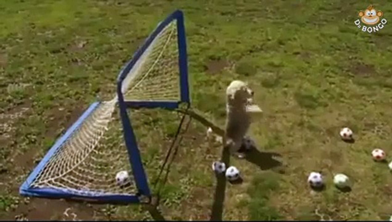 The world's cutest goal keeper