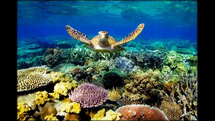 Great Barrier Reef  Australia   photos 29