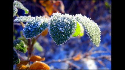 Nature covered with  photos 29