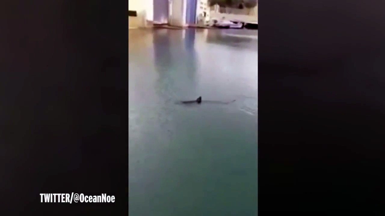 Gigantic shark swims close to the shore and stuns tourists in Spanish holiday hotspot