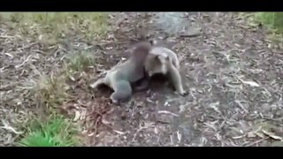 Two koalas grapple with each other in hilarious wrestle match.