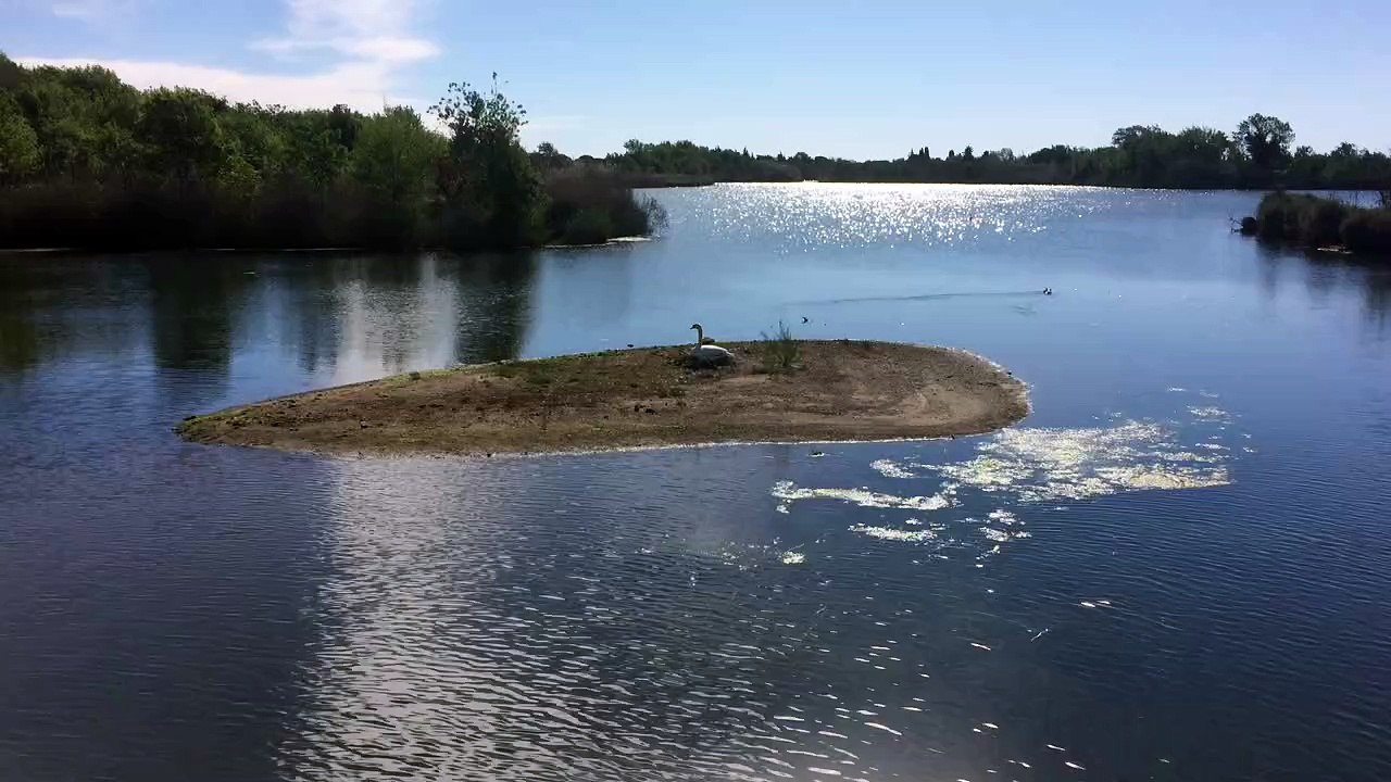 Cygne entrain de couver étang