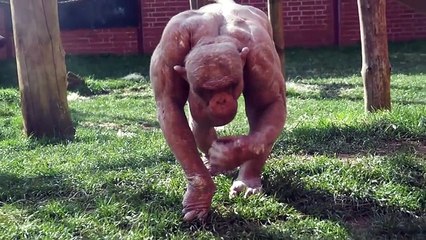 Have You Ever Seen a Hairless Chimp-By Funny & Amazing Videos Follow US!!!!!!!!