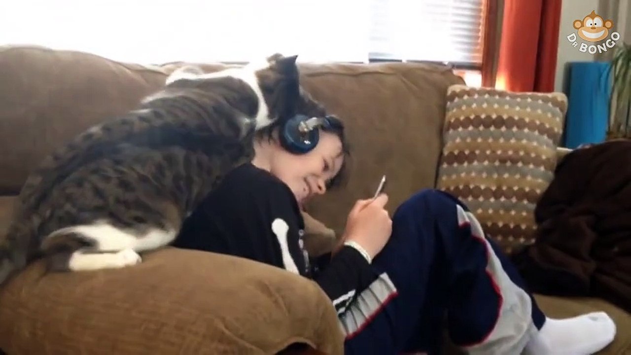 A very gentle cat