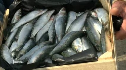 Pêche : Arrivée de la première sardine de printemps (Vendée)