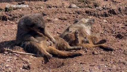 Sleepy meerkat can't stay awake