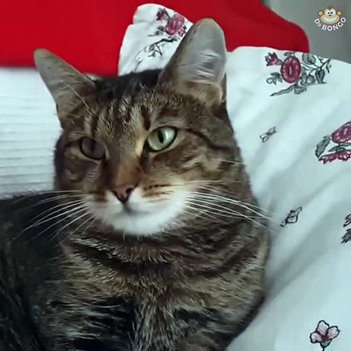 Cat can't deal with flower on her head