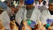 Des employés de l'industrie du poulet obligés de porter des couches pour suivre la cadence - Le 13/05/2016 à 14h00