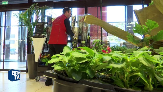 L'orchidée, la fleur la plus vendue en France